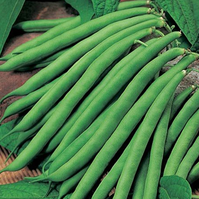 Frenchbean - Anubha
