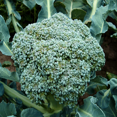 HYB Broccoli Sitare