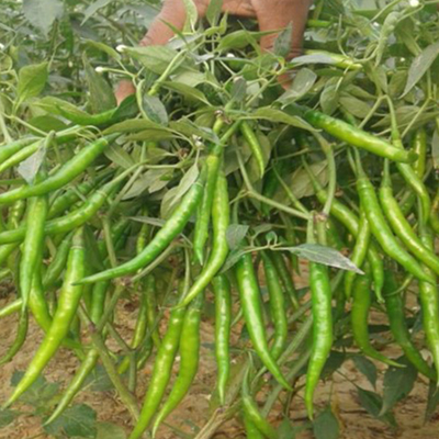 Ronith Chilli Sweety