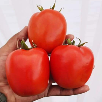 Tomato RHT 1005